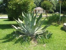Century Plants (Cactus) $15 Ea. in Fort Polk, Louisiana